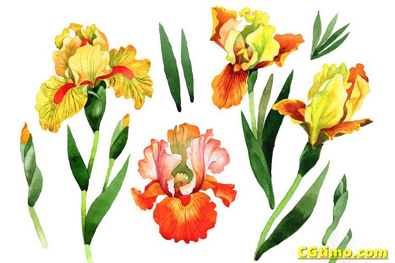 PNG素材-500款花卉动植物水彩插画图形设计元素包 PNG素材 第6张