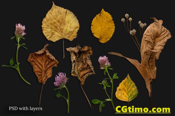 PNG素材-一套高清真实秋季秋天落叶花朵叶子木纹png合成素材 PNG素材 第3张
