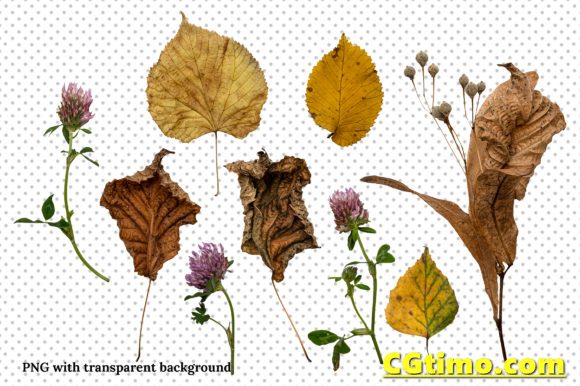 PNG素材-一套高清真实秋季秋天落叶花朵叶子木纹png合成素材 PNG素材 第5张