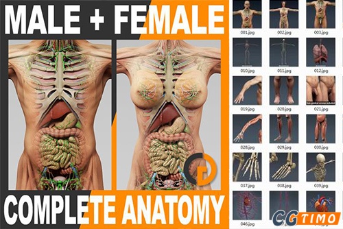 C4D模型-精细人体器官全套模型 Human Male and Female Complete Anatomy