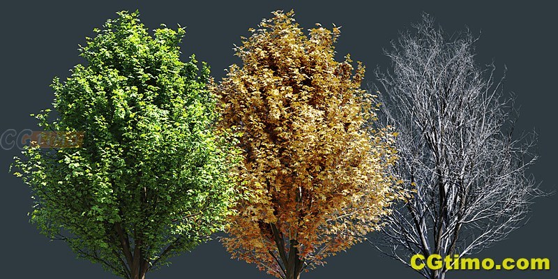 Blender预设-Botaniq Tree And Grass Library V6.8 绿化植物花草树木模型预设 Blender相关 第10张